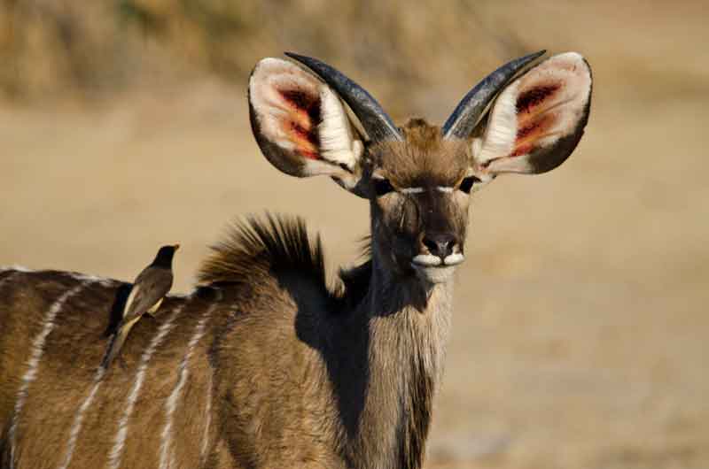 Antílope Kudu - reserva de animales Mahango - Namibia 1.jpg